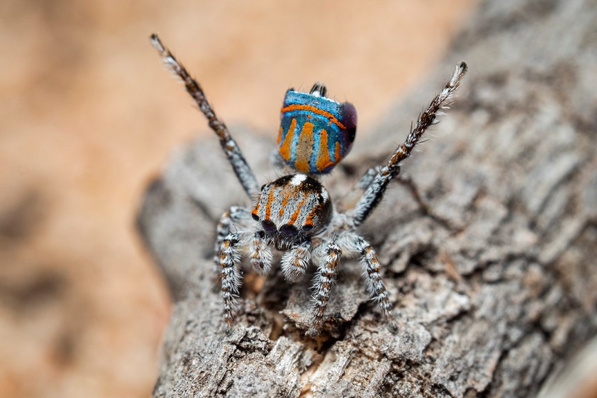 A cute and colourful small spider raising its rear