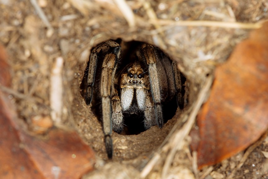 a spider looking out of a hole in the ground