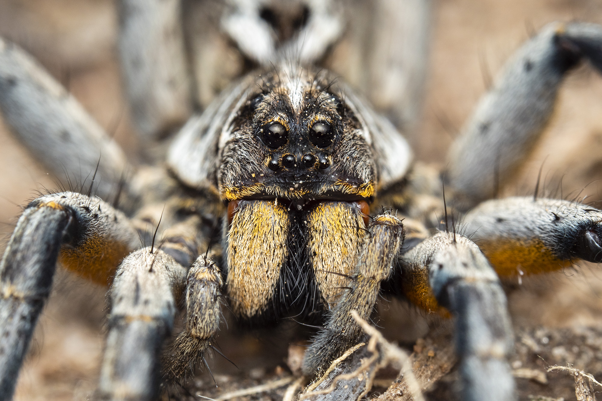 Huntsman Spiders - The Australian Museum