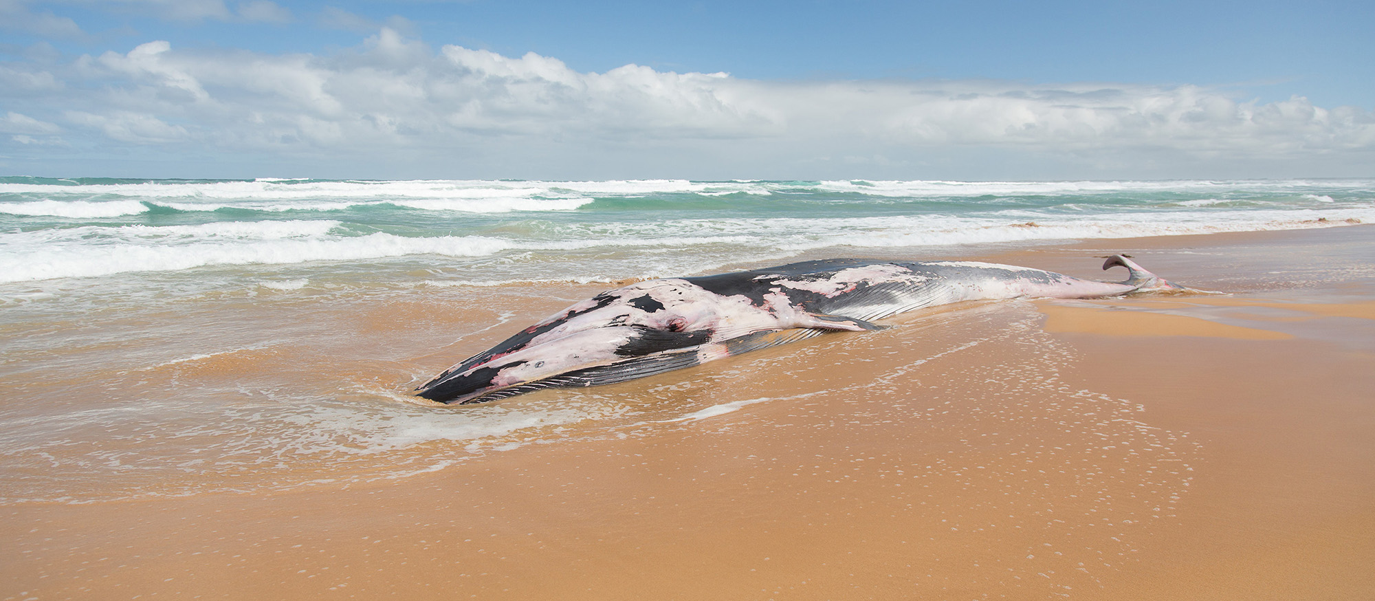 What happens to dead whales?