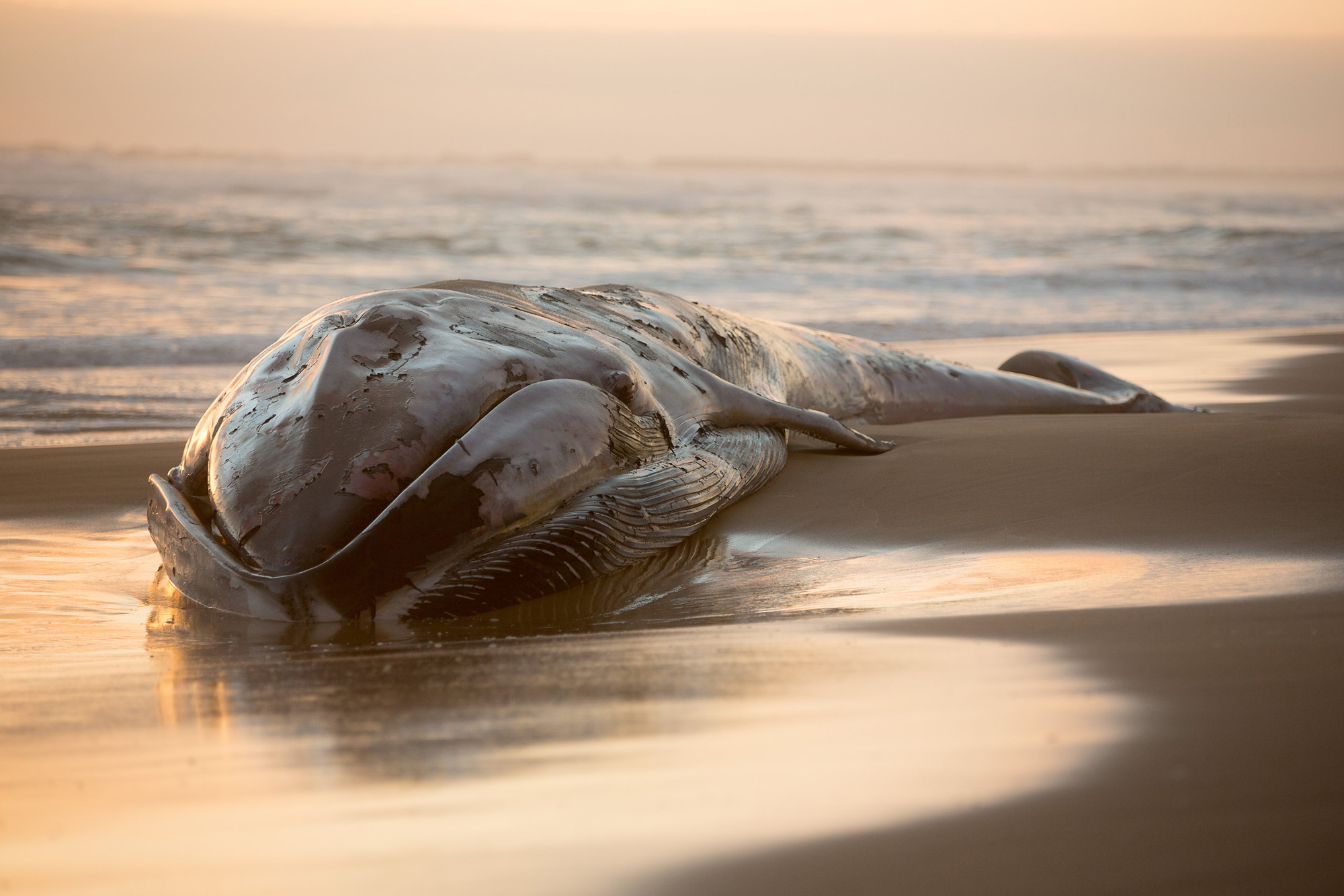 What happens to dead whales?