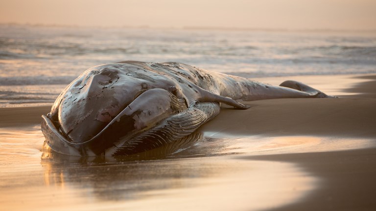 waves lap against the body of a large whale on a sandy beach