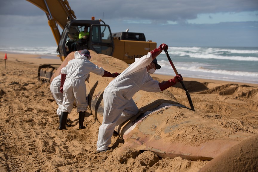 Three people wearing white suits dig sand around a large whale with a large yellow digger behind