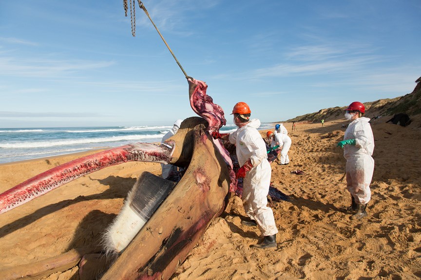 a strap pulls a section of fatty tissue away from the carcass of a whale. People in protective white suits stand nearby
