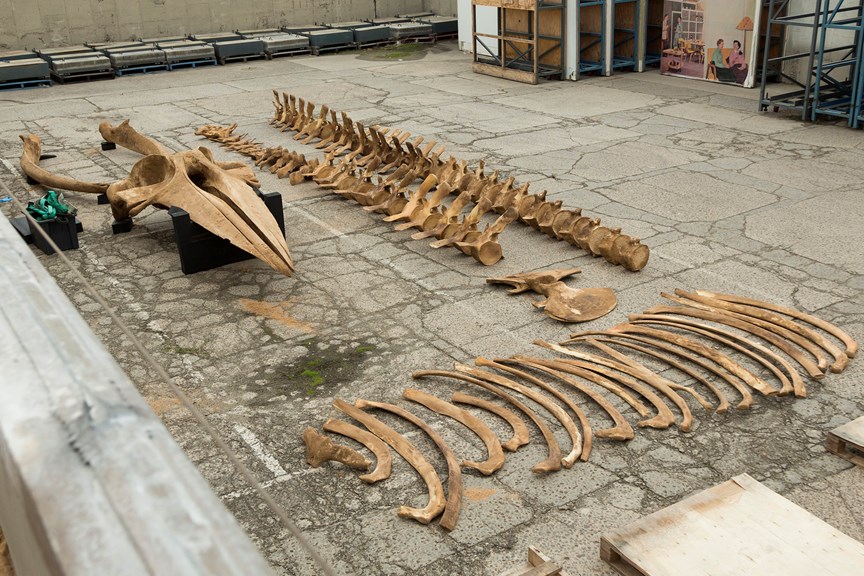 the bones of a large whale sit in a car park