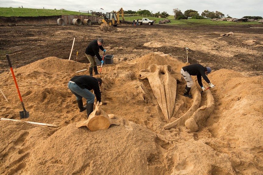 three men dig large bones out of a pile of sand