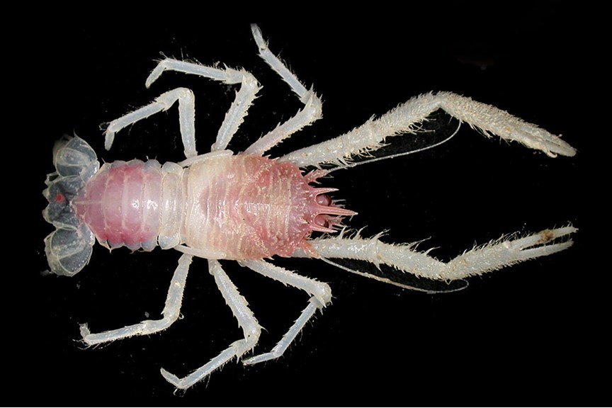 A small pink and white lobster on a black background