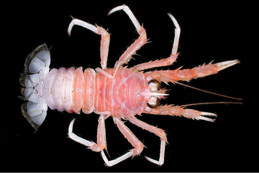 A reddish pink crustacean with small claws