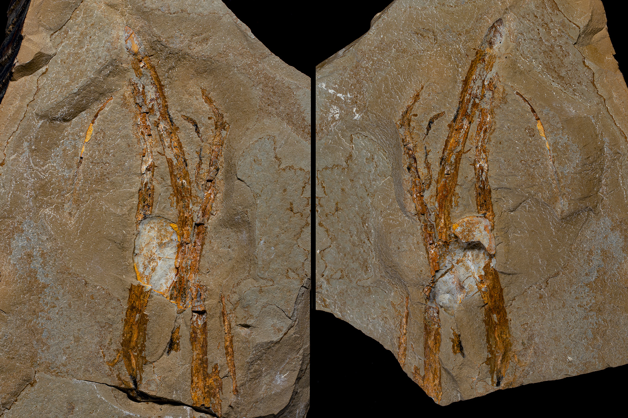 the-chance-discovery-of-one-of-victoria-s-oldest-fossil-plants-400