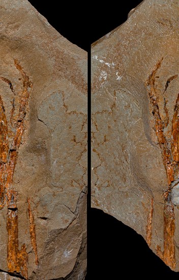 two slabs of stone, side by side, with orange streaks in the shape of a reedy plant 