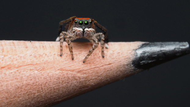 Small colourful spider on the tip of a pencil