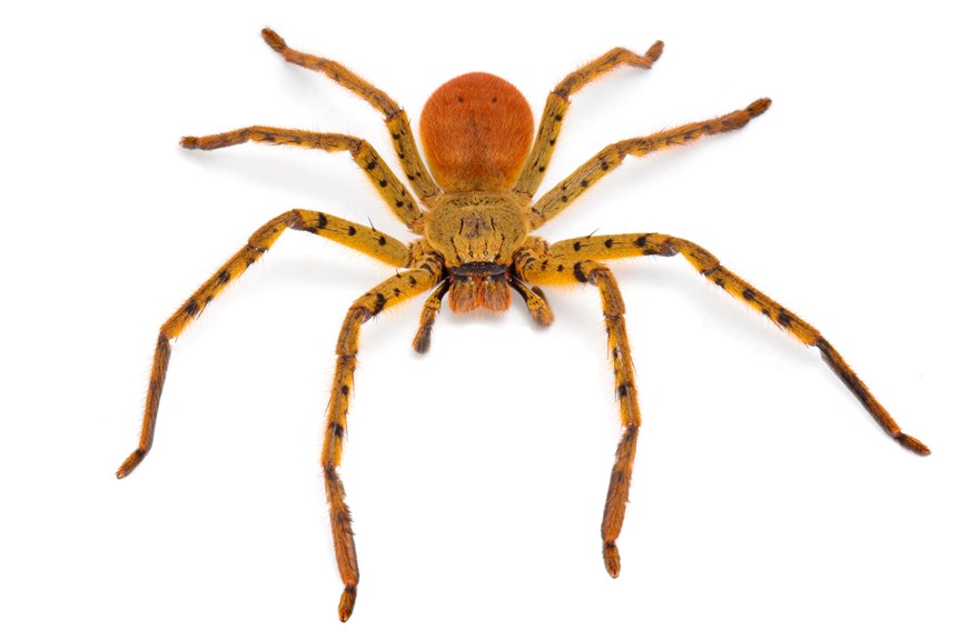 an image of a large, yellow and orange spider with black markings
