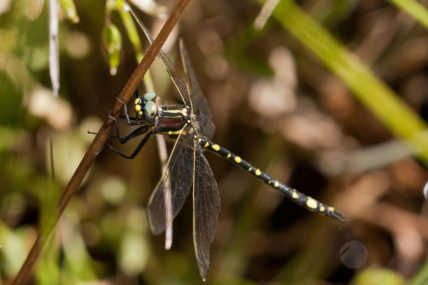 A small insect with wings and a long, yellow and black marked body