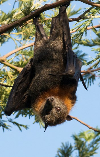 a bat hanging upside down