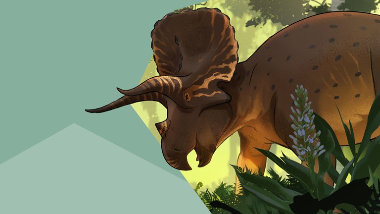 Illustration of a Triceratops