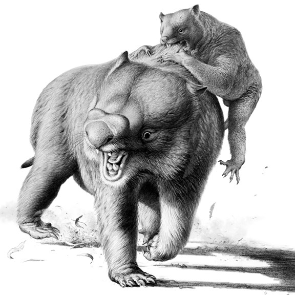 Drawing of a small loin like animal attacking a large wombat like animal