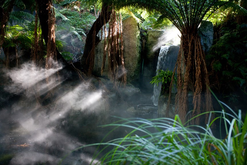 Ferns, waterfall mist