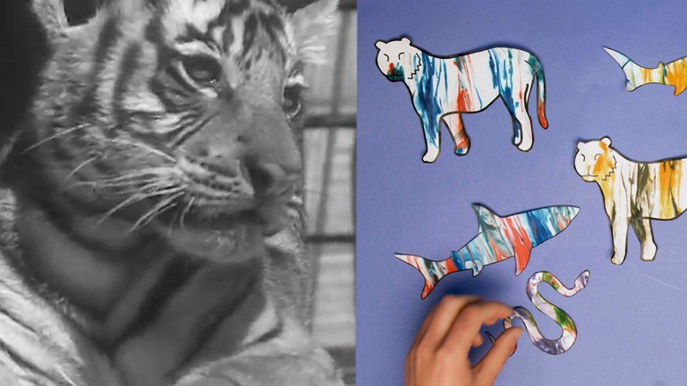 Black and white image of a tiger along side paper cut outs of animals with painted stripes