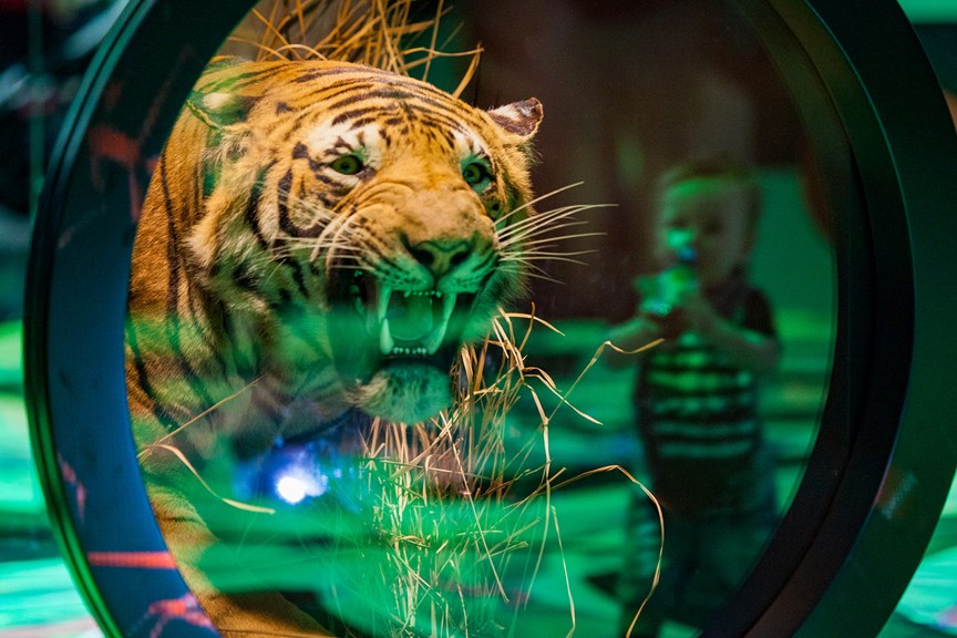 a snarling tiger behind green glass