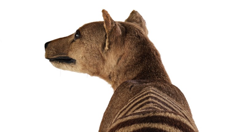 A striped Tasmanian Tiger looking off into the distance