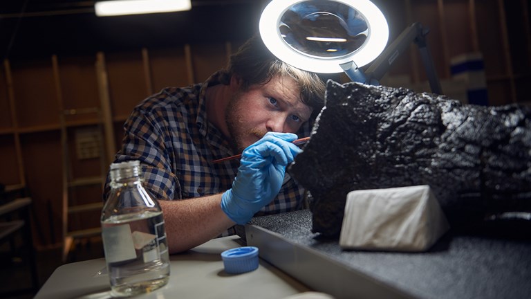 A man with blue gloves is closely examining a fossil. He has a brush in his right hand.