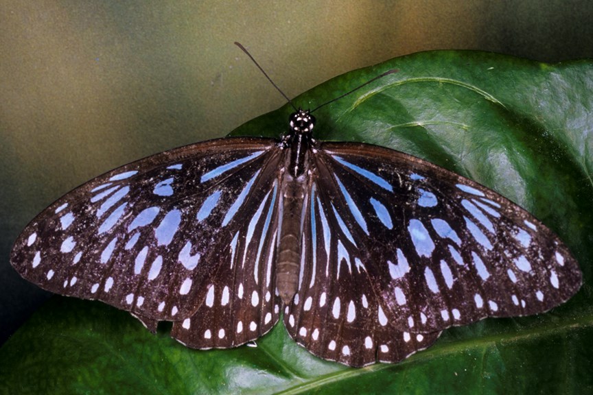 A large blue and black striped butterfly sitting on a green leaf