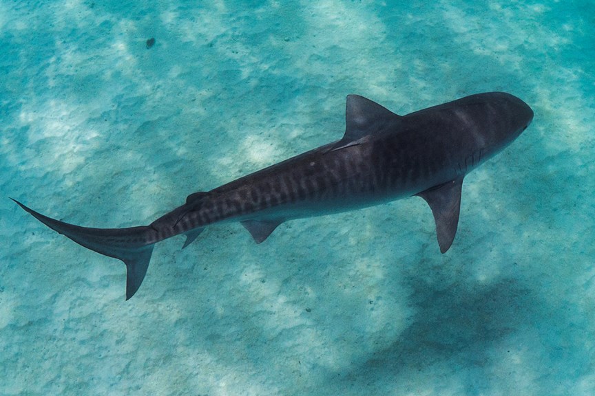 An overhead view of a shark with stripes