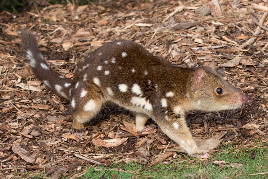 a brown marsupial covered in white spots walking on four legs