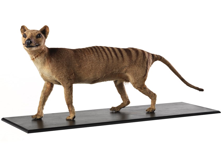 a taxidermied marsupial, the size of a dog, with stripes across its back 