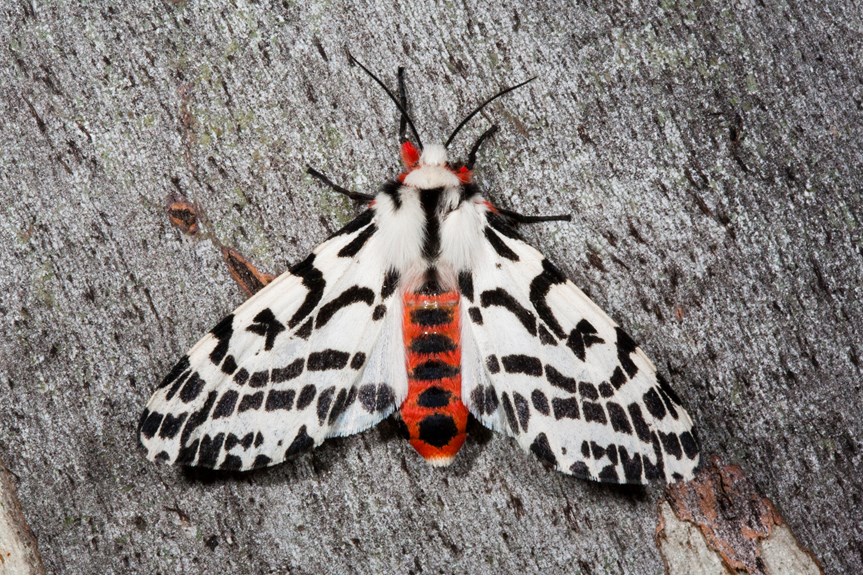 A black and white moth with a vibrant orange and black striped abdomen