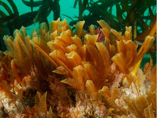 an underwater photograph of a golden coloured creature with multiple fern like fronds nested on the seabed