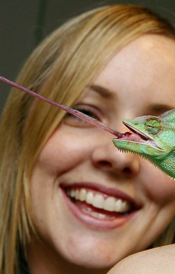 a green reptile extends its tongue to catch an insect. a woman smiles in the background