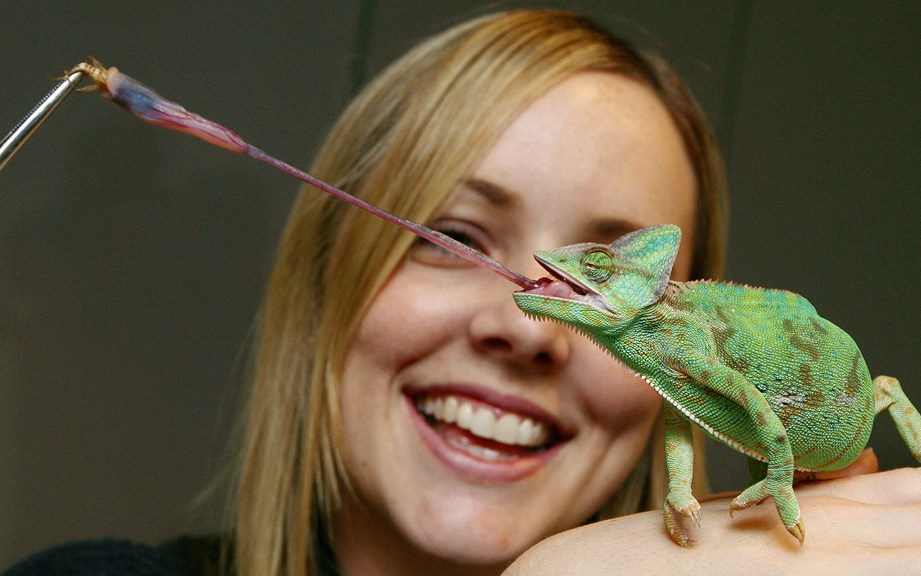 a green reptile extends its tongue to catch an insect. a woman smiles in the background