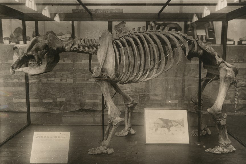 Black-and-white photo of a complete skeleton of a quadrupedal beast in a display case
