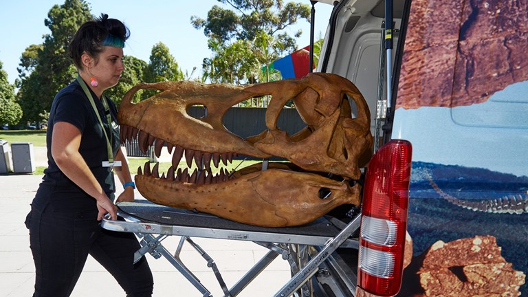 A woman unloading a large dinosaur skull from a van