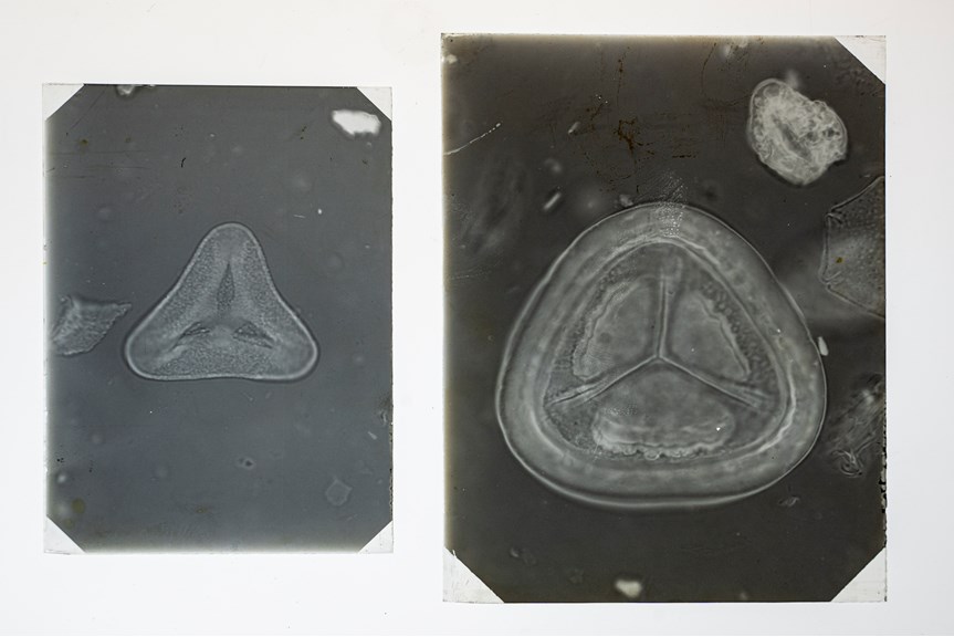 glass plates containing images of microscopic 
