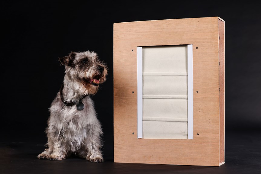 A dog wears a leather collar with a black tag. The dog sits next to a wooden box with an inbuilt door.