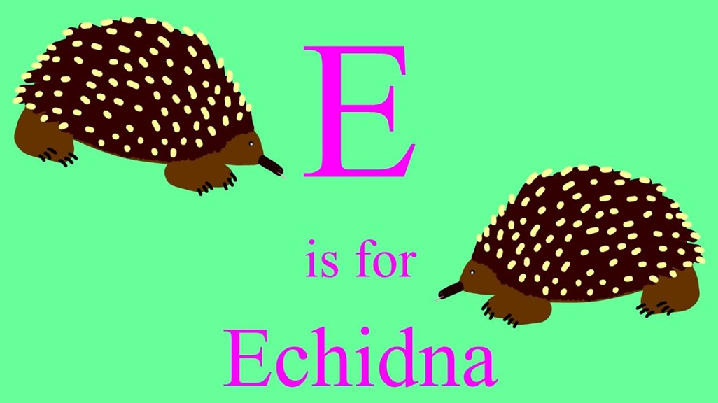 A still from an animation, with two illustrated echidnas set against a bright green background. Pink text in the center of the image reads ‘E is for Echidna’.