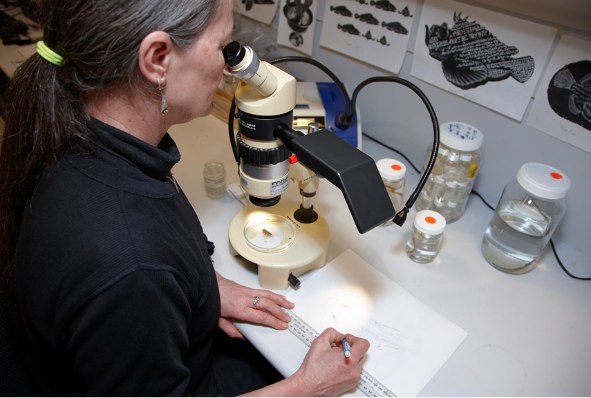 a woman wearing a black top looks through a microscope while drawing on a sheet of white paper next to it