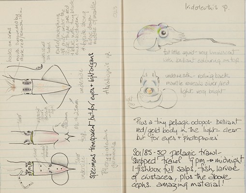 a lined page of a diary from February 1985 showing field notes and several sketches of squid and octopus