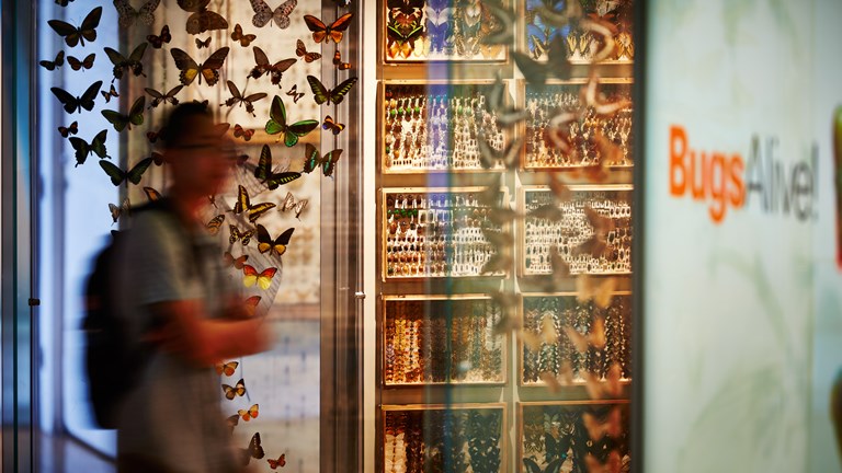 Visitor in front of butterfly display at the entrance to Bugs Alive exhibition 