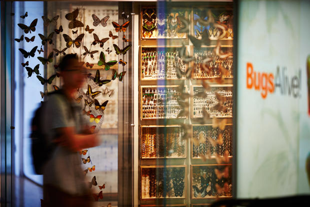 Visitor in front of butterfly display at the entrance to Bugs Alive exhibition 