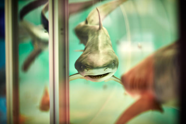 Front view of mounted display shark