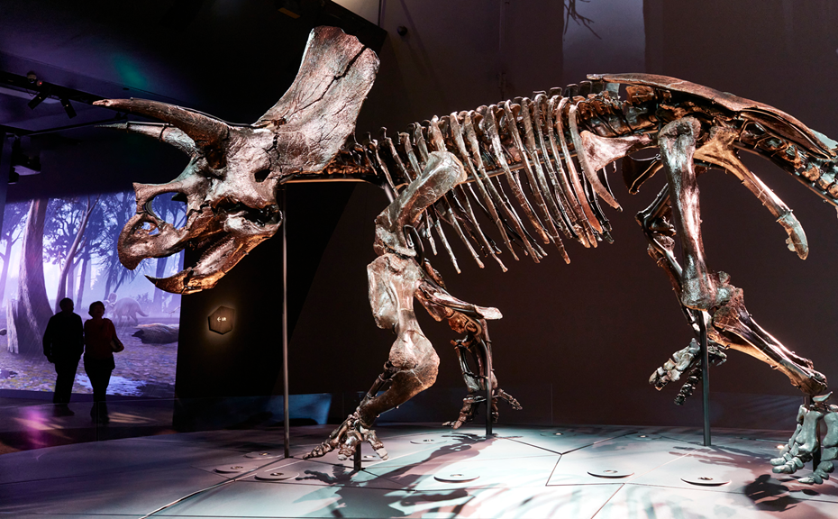 Triceratops skeleton