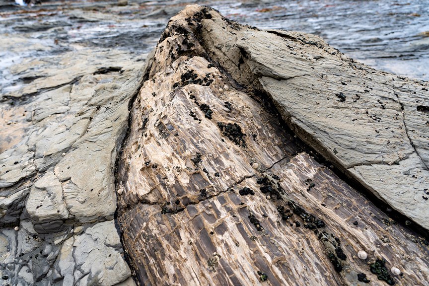 a large section of a fallen tree on a rocky foreshore that has been turned to stone
