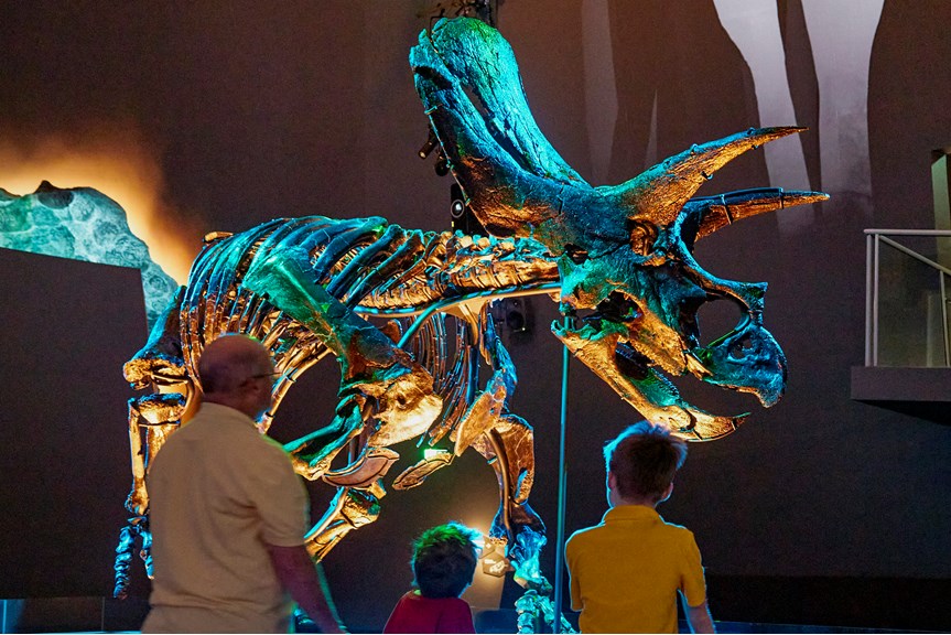 A man and two boys looking up at a skeleton of a three-horned dinosaur fossil illuminated in blue and green light