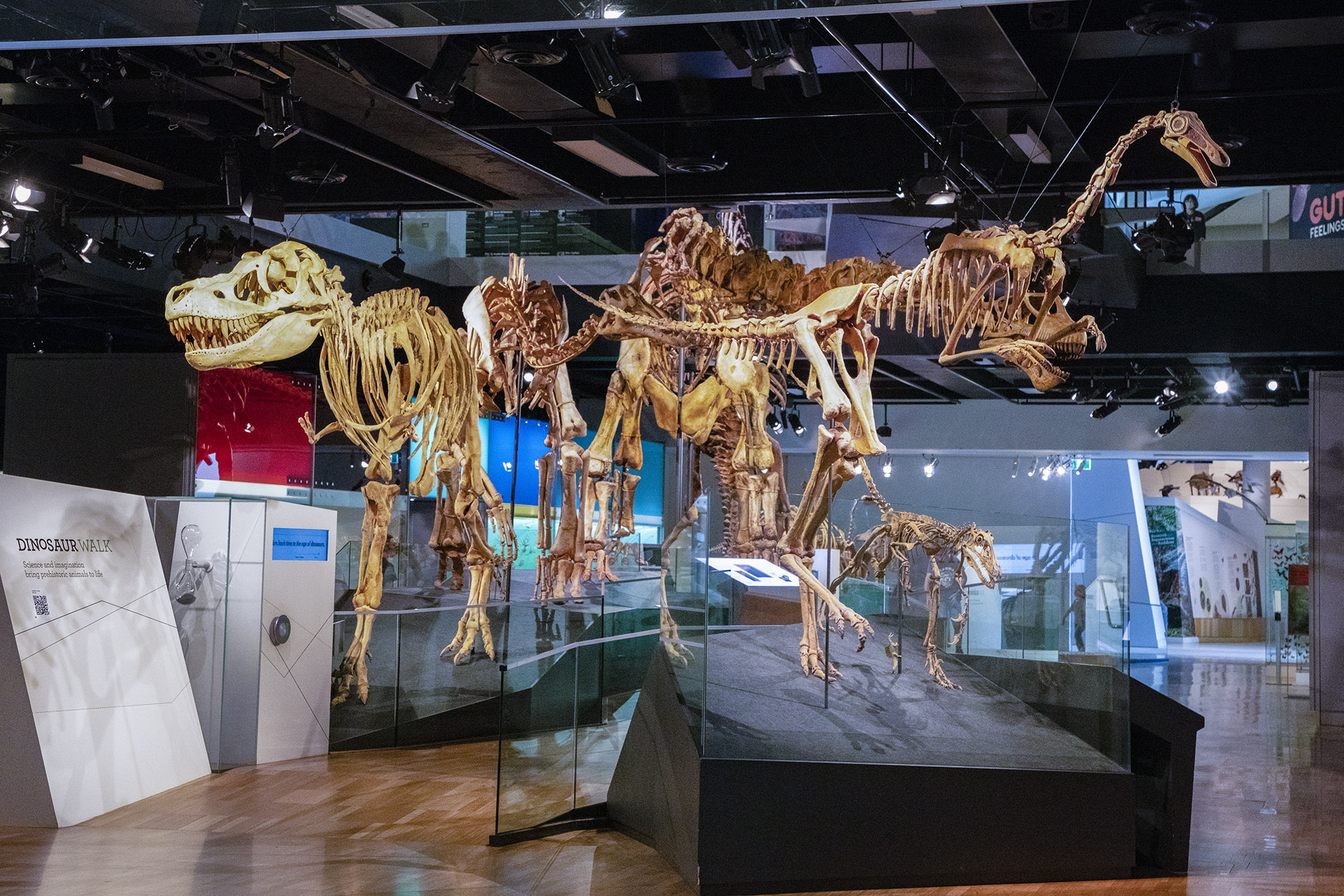 How To Identify Real Dinosaur Bones In Museums