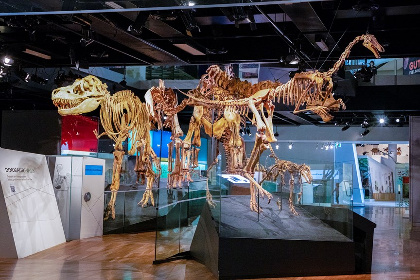 a display of the bones of several large dinosaurs arranged in a central row