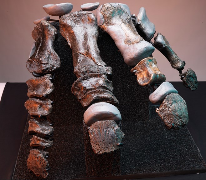 a close up photograph of the foot bones of a large dinosaur. Missing bones have been replaced with a sculpted grey material