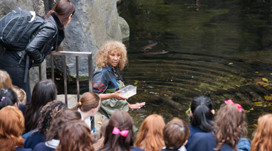 Eel feeding